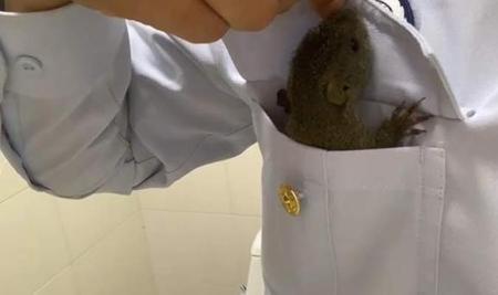 团宠小松鼠大结局