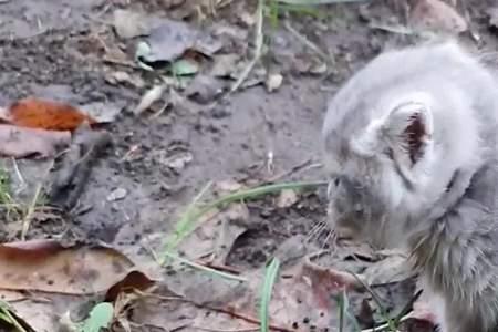 幸运的小野猫啥意思
