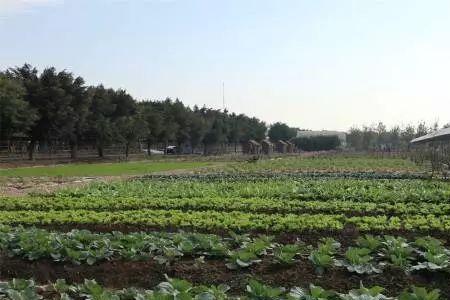 50亩农场经营模式