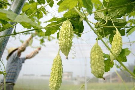 苦瓜种植需要吹花控旺不