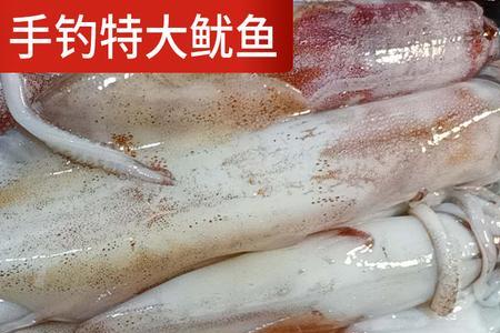 钓长筒鱿鱼技巧