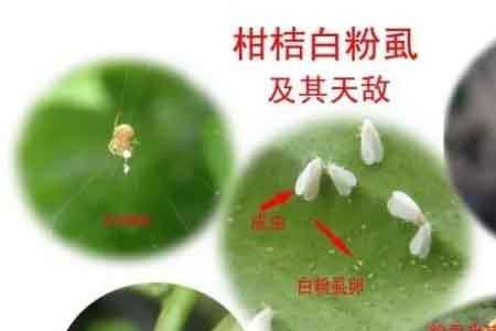 飞虱卵虫是什么样