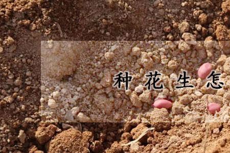 2021年花生什么时候种最好