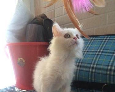 英短和狮子猫的后代是什么猫