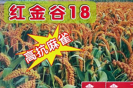 鹦鹉吃红谷好还是黄谷好