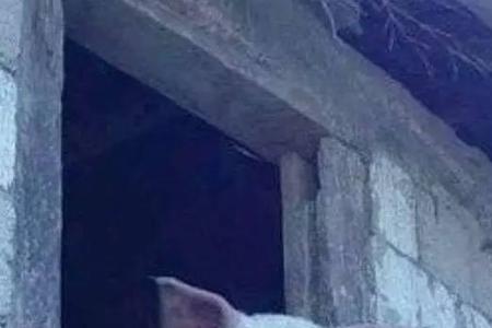 我男朋友怎么也说我是猪啊
