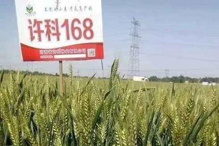 金钻九号小麦审定号