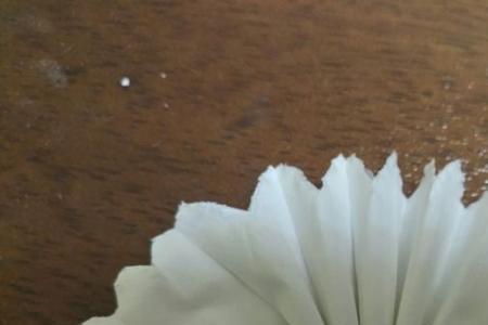 悼念亡者戴的小白花是什么花