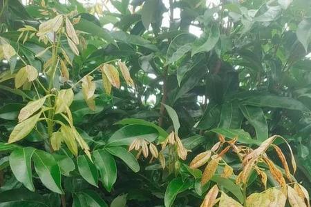 宇花灵在荔枝树上如何控梢