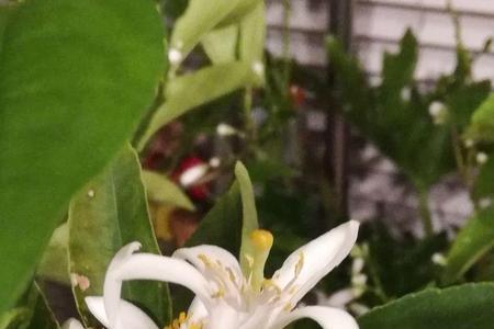 柠檬花和柚子花的区别