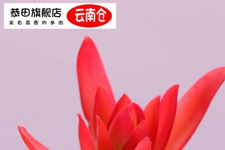 火焰贝好养吗