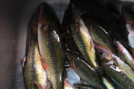 太平峪溪石斑11月最佳开口时间
