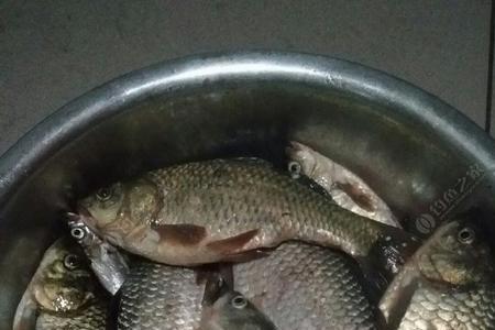 十一月份夜钓鲫鱼的技巧和方法