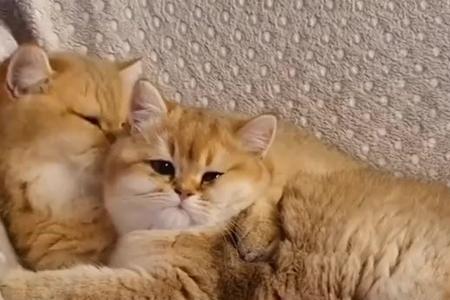别人家的猫粘着我是什么意思