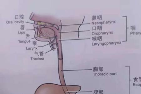 鸟类的小肠直肠大肠有什么区别