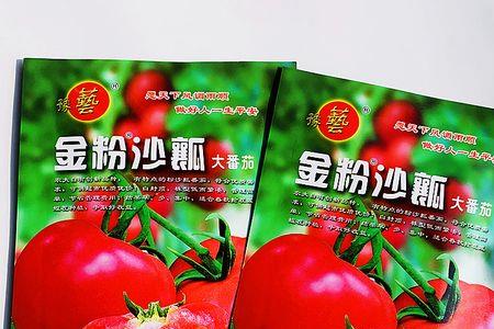 自封顶番茄品种介绍