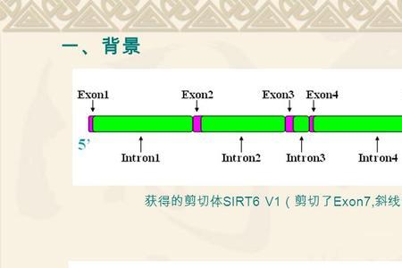 内含子外显子剪切原则
