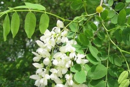 春天的槐花与秋天的槐花一样吗