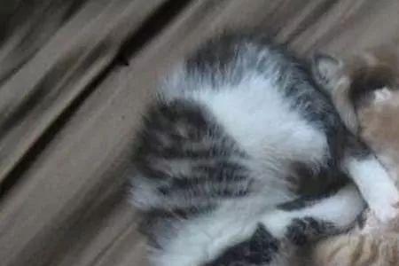 离不开猫咪怎么办