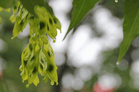 每年六七月份是多雨季节吗