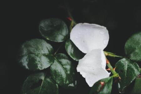 点点细雨的意思