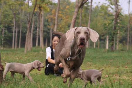 魏玛犬室外冬天怎么养