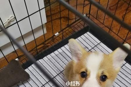 小柯基为什么垂耳