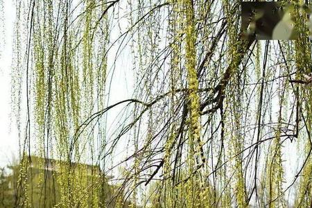 柳丝荡碎一池月下联