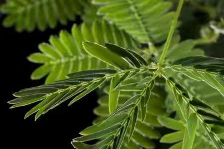 含羞草脸皮厚了起来是什么意思