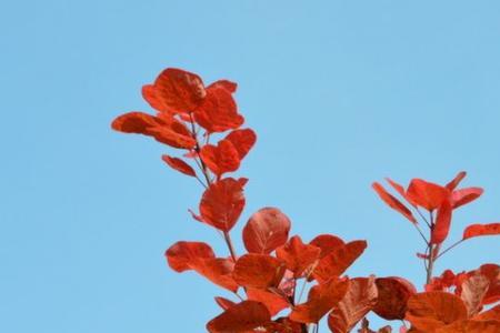 黄栌是国家几级保护树种
