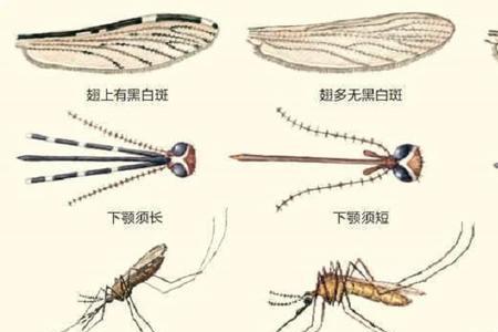 蚊子绝育计划是哪一年开始的
