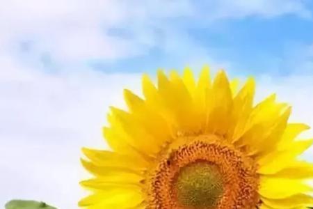 向阳花怎样过冬
