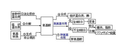 丙氨酸如何变成丙酮酸