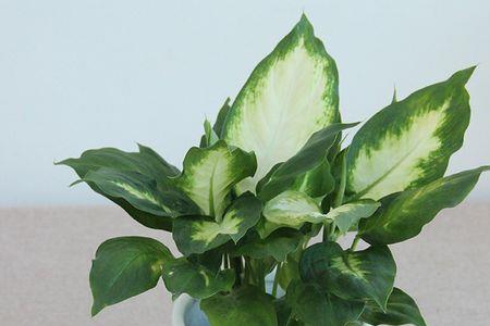 玛丽安盆栽绿植能放餐桌上吗