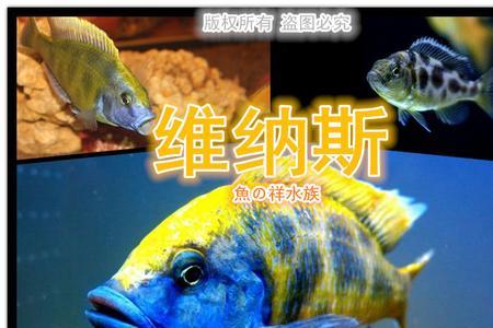 维纳斯鱼怎么繁殖后代