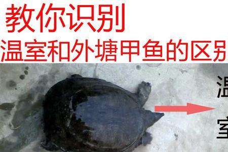 温室甲鱼3个月大要注意什么
