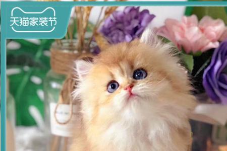 金吉拉和布偶哪个掉毛严重