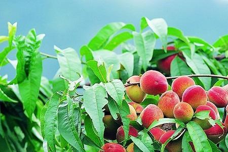 四川梅子种植技术