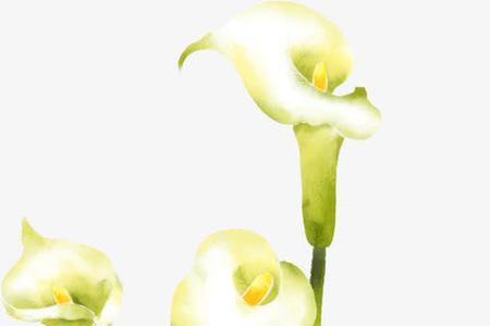 与马蹄莲相对的花