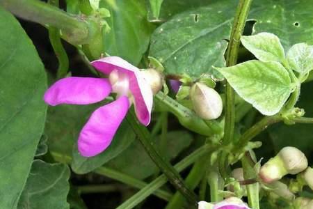 子叶是依靠菜豆生长的吗