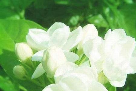 茉莉花开了散发出香味来扩句