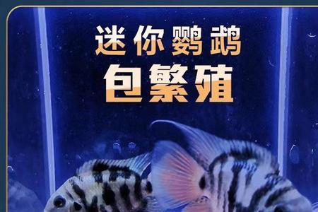 迷你鹦鹉公鱼多还是母鱼多