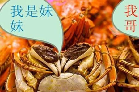 海螃蟹公母区分图片