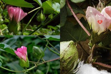 一担棉花有多重啊等于多少公斤