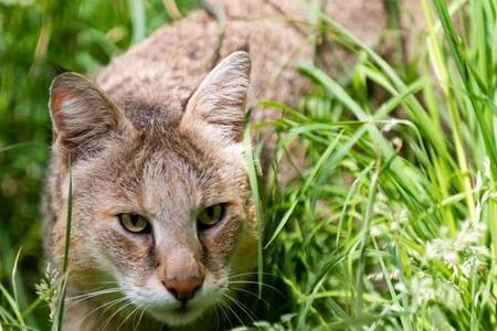 猞猁在山东又叫什么