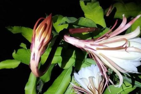 昙花为什么在晚上九点开放