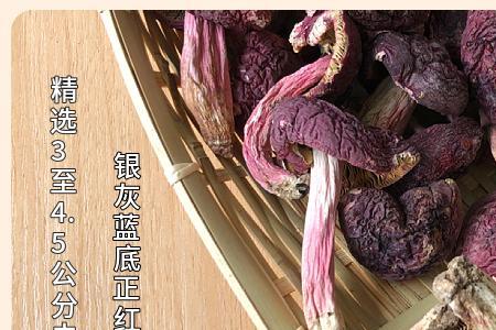 红菇蓝底好还是黄底好