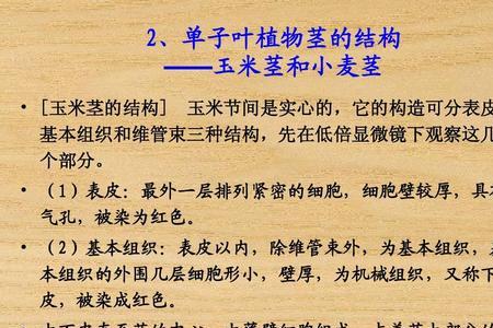 简述小麦茎的结构特征