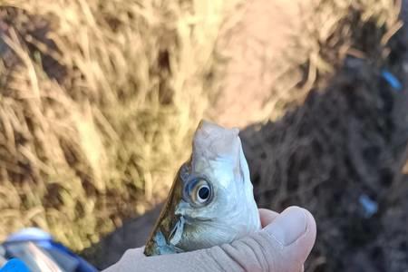蓝风鲫怎么样