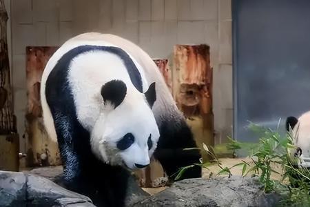 熊猫在卡塔尔受欢迎吗